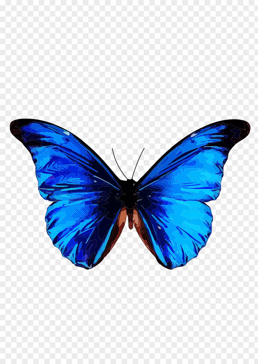 Moths And Butterflies Butterfly Insect Blue Pollinator PNG