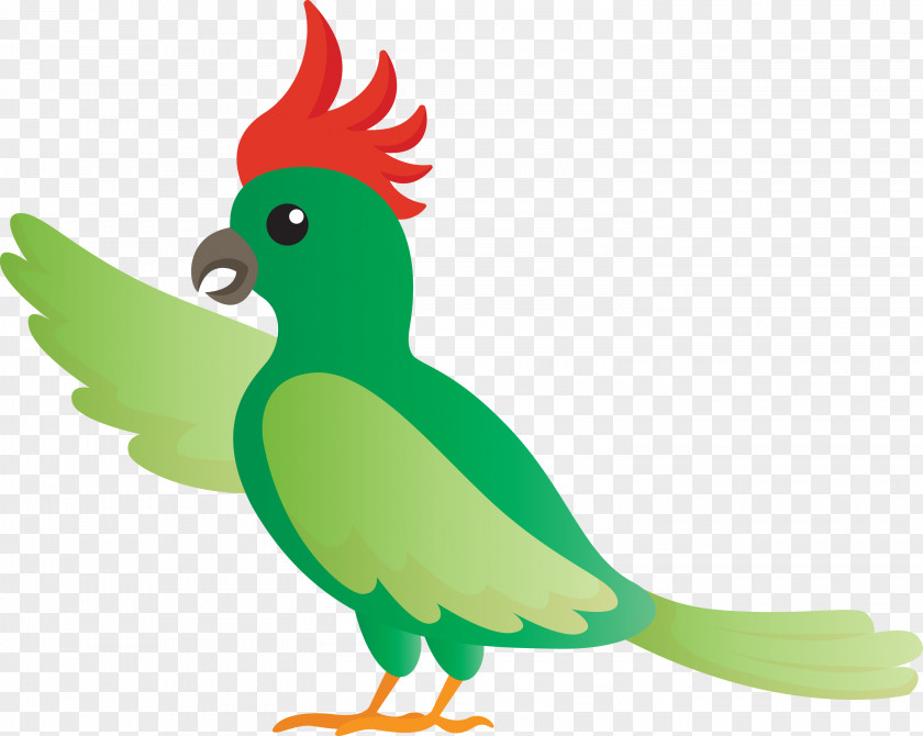 Rooster Parrots Macaw Chicken Beak PNG