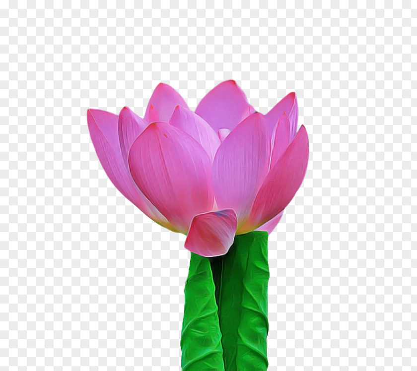 Sacred Lotus Cut Flowers Tulip Nelumbonaceae Aquatic Plant PNG