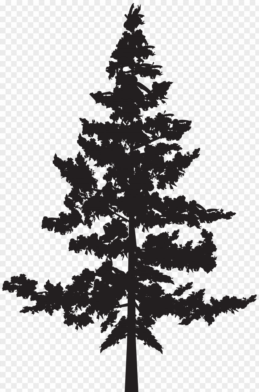 Tree Silhouette Western Red-cedar Evergreen Blue Spruce PNG