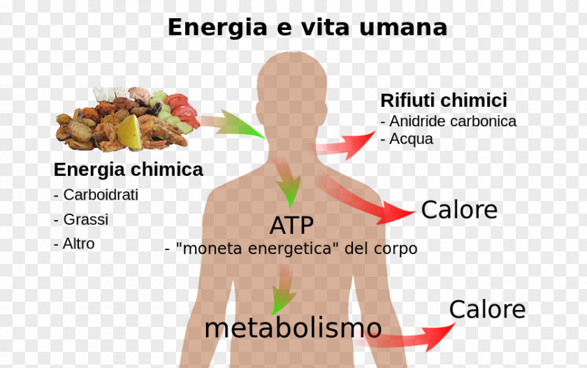 Aerobic Vs Anaerobic Chemical Energy Organism Human Body Metabolism PNG