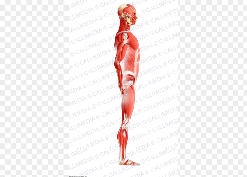 Arm Muscle Human Body Anatomy Muscular System PNG