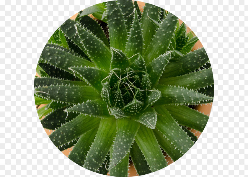 Suculent Succulent Plant Jade Leaf Agave PNG