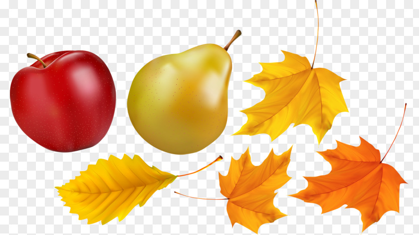 Apple And Maple Sydney Fruit Computer Wallpaper PNG