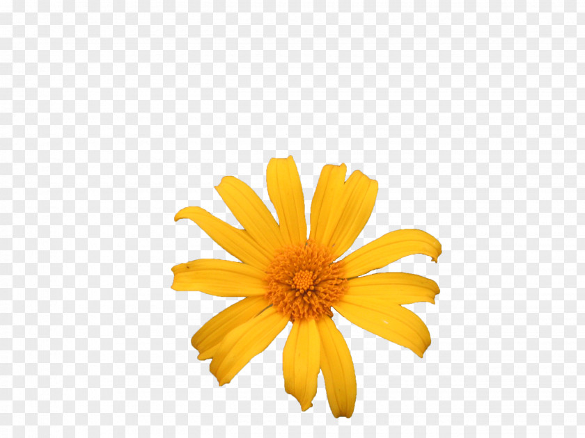 Chrysanthemum Yellow Petal PNG