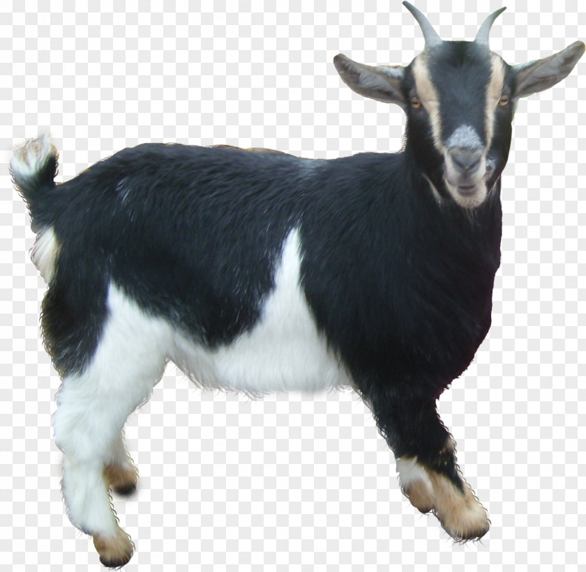 Goat Sheep PNG