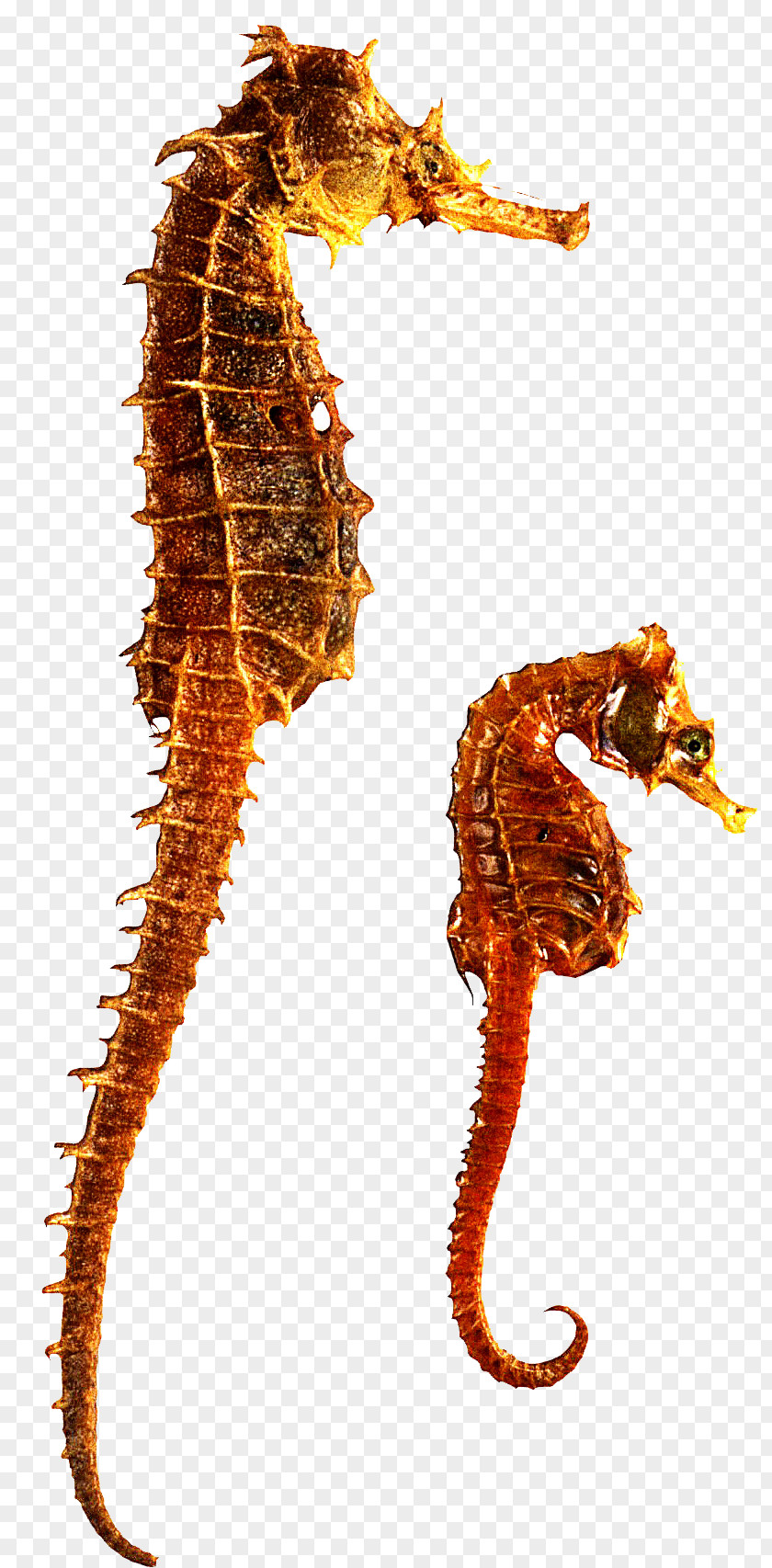 Gold Figures Seahorse Star PNG