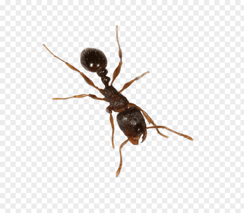 Parasite Membranewinged Insect Ant Cartoon PNG