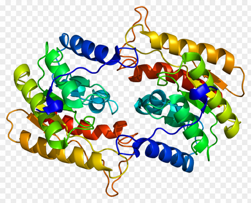 Phospholipase A2 RAR-related Orphan Receptor Gamma Retinoic Acid PNG
