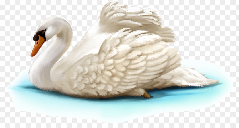 White Swan Mute Bird Illustration PNG