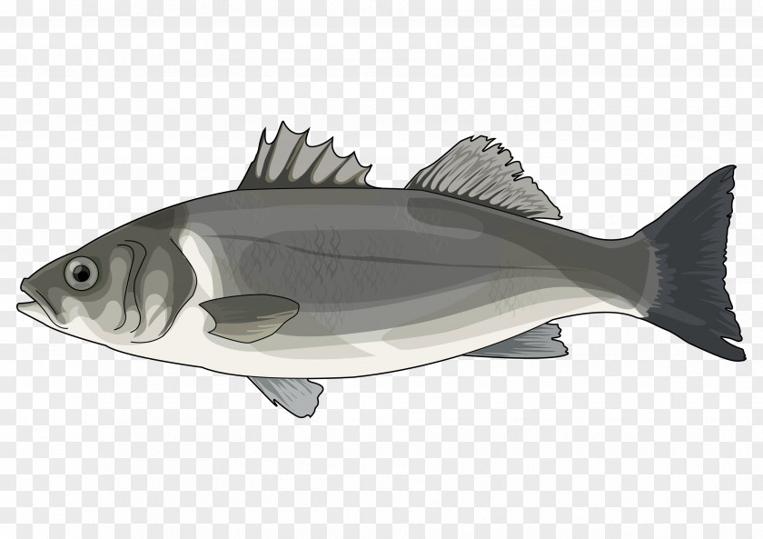 PESCADO Cod European Bass Hake Oily Fish PNG
