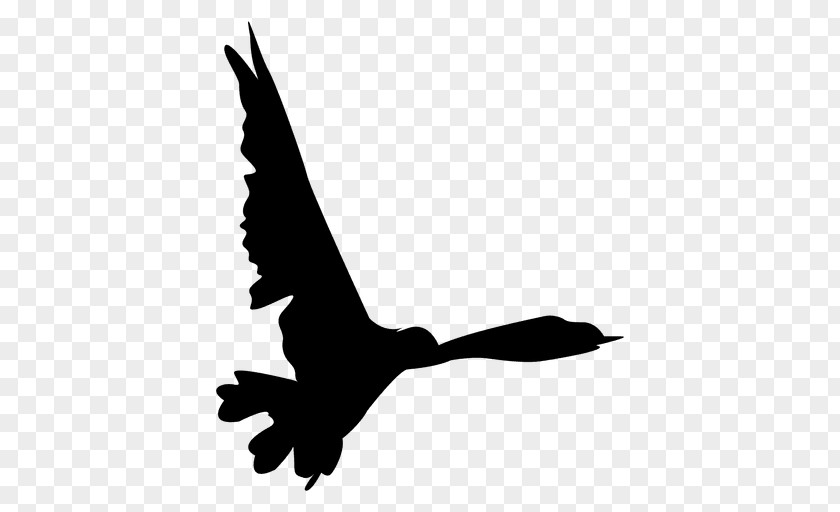 Seagulls Siloutte Bird Flight Clip Art PNG