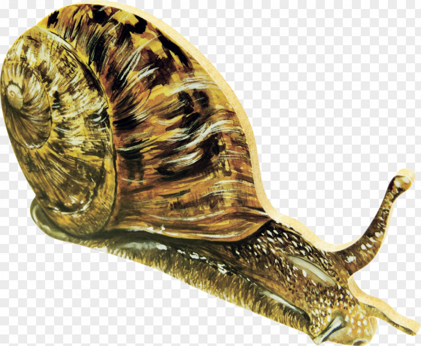 Snails Giant African Snail Drawing Gastropods PNG