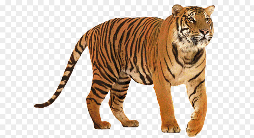 Tigre Lion Felidae Siberian Tiger Big Cat PNG