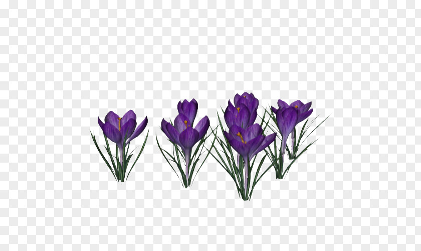 Crocus Photo Display Resolution Clip Art PNG