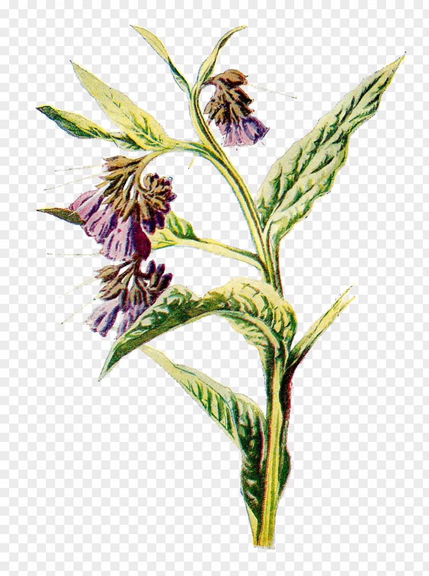 Flower Illustration Common Comfrey Drawing PNG