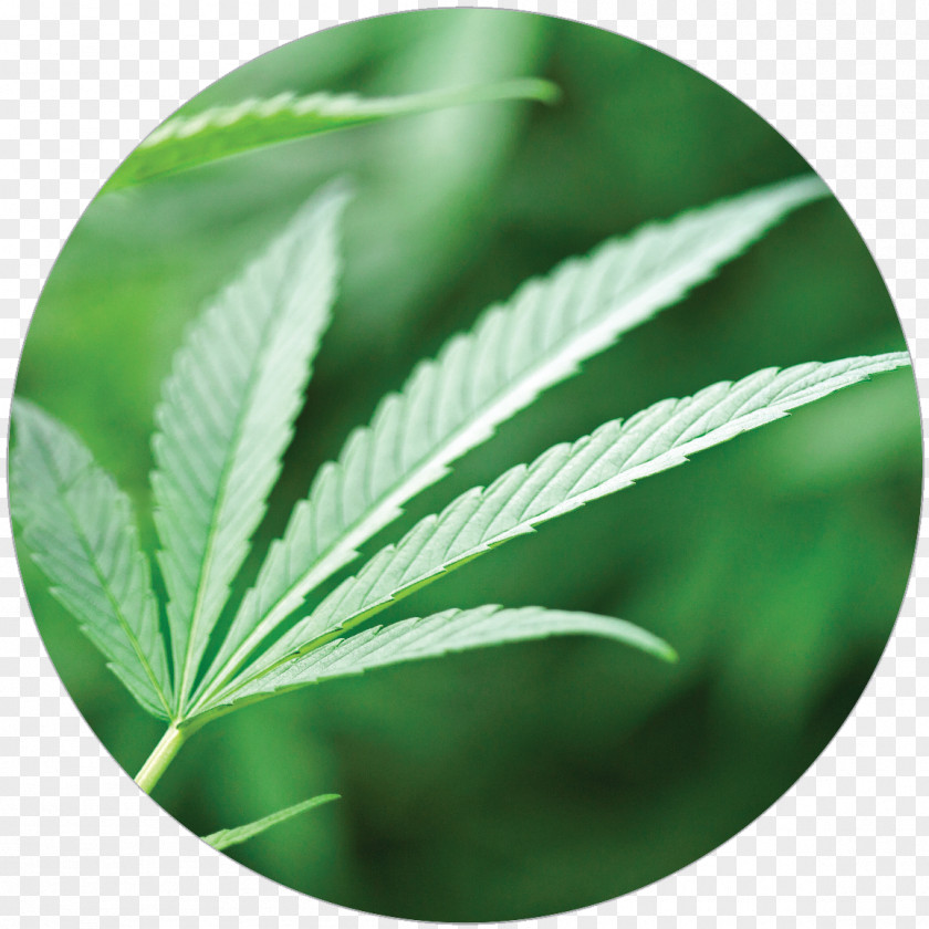 Growing Cannabis Leaf PNG