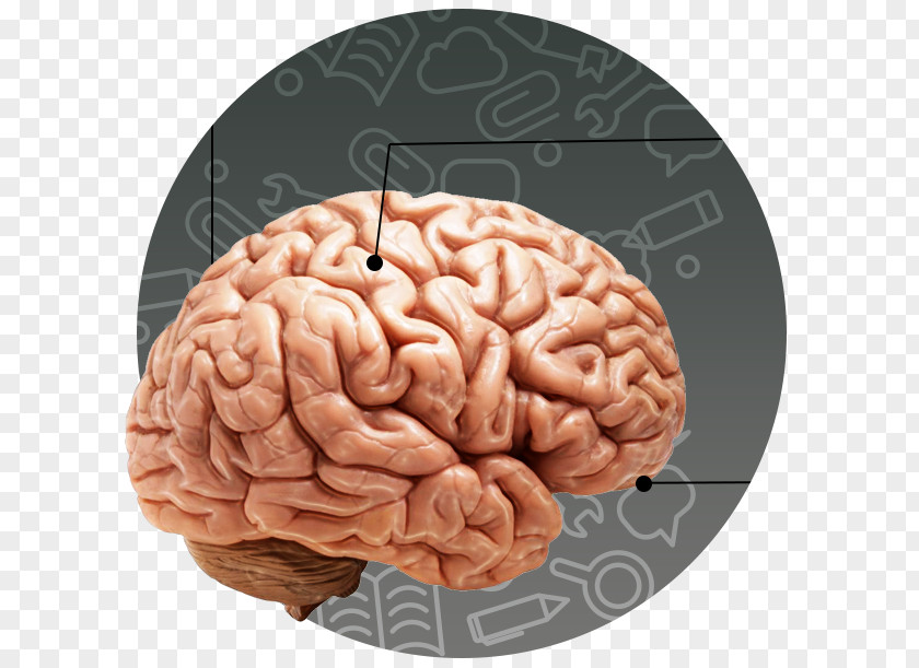 Intelligent Brain Human Body Child Head PNG
