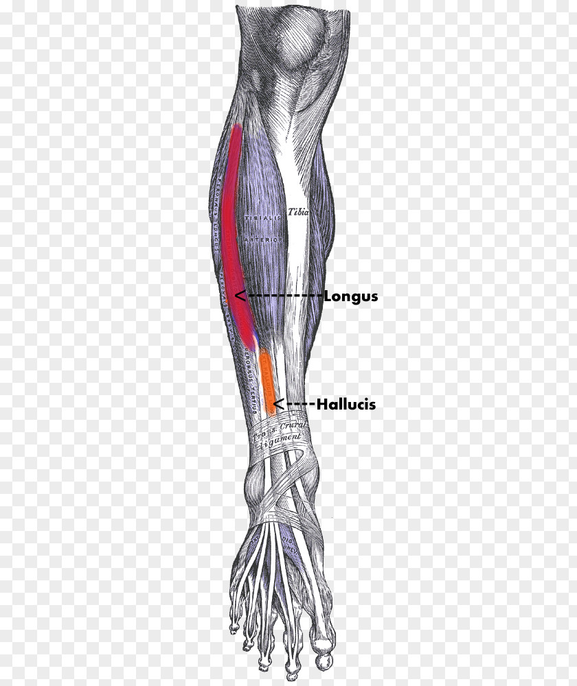 Muscle Legs Tibialis Anterior Posterior Human Body Anatomy PNG