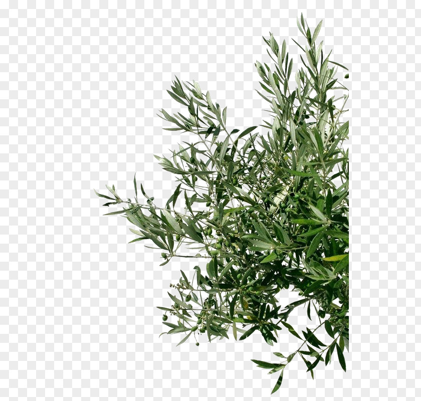 Olive Oil Tree Stock Photography Branch PNG