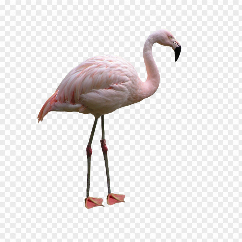 Cranelike Bird Wildlife Flamingo PNG