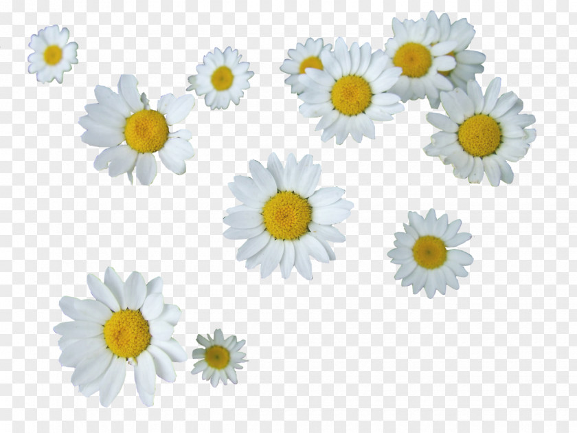 Daisy Common Editing Flower PNG