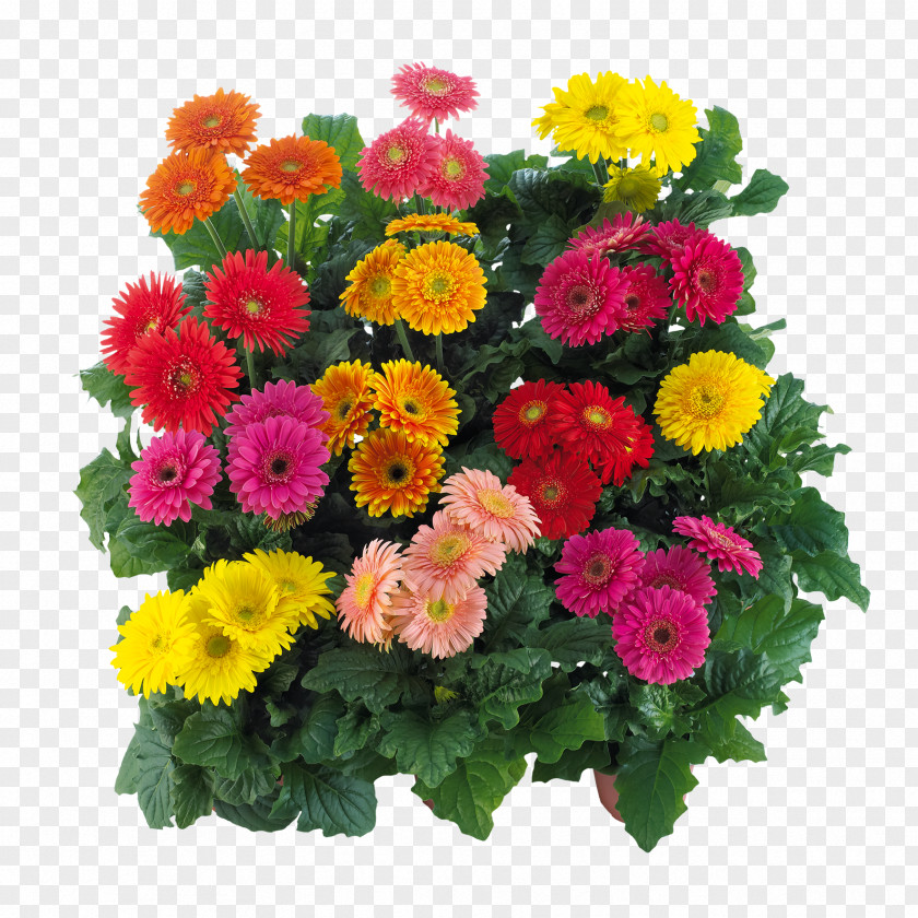 Flower Transvaal Daisy Cut Flowers Floral Design Floristry PNG