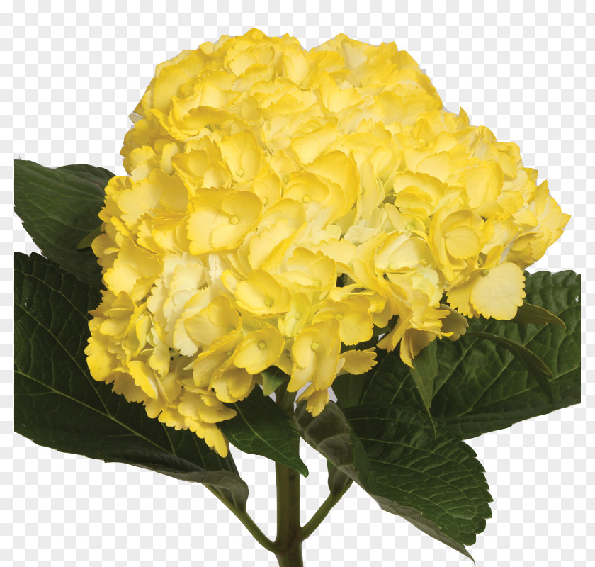 Light Hydrangea Yellow Blue Color PNG