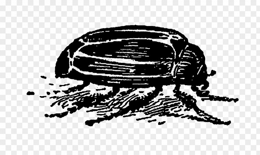 Beetle Baseball Sporting Goods Font PNG