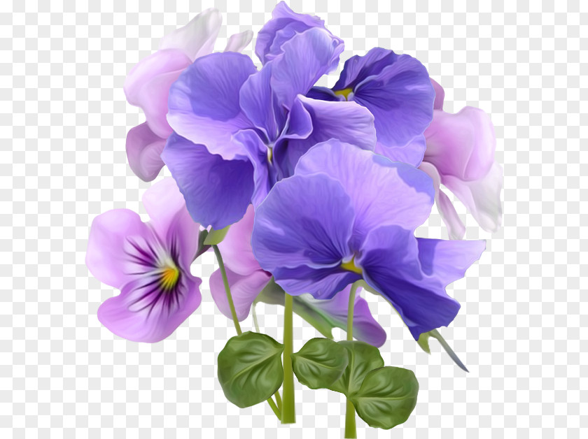 Blue And Purple Morning Glory Flower Violet Desktop Wallpaper PNG