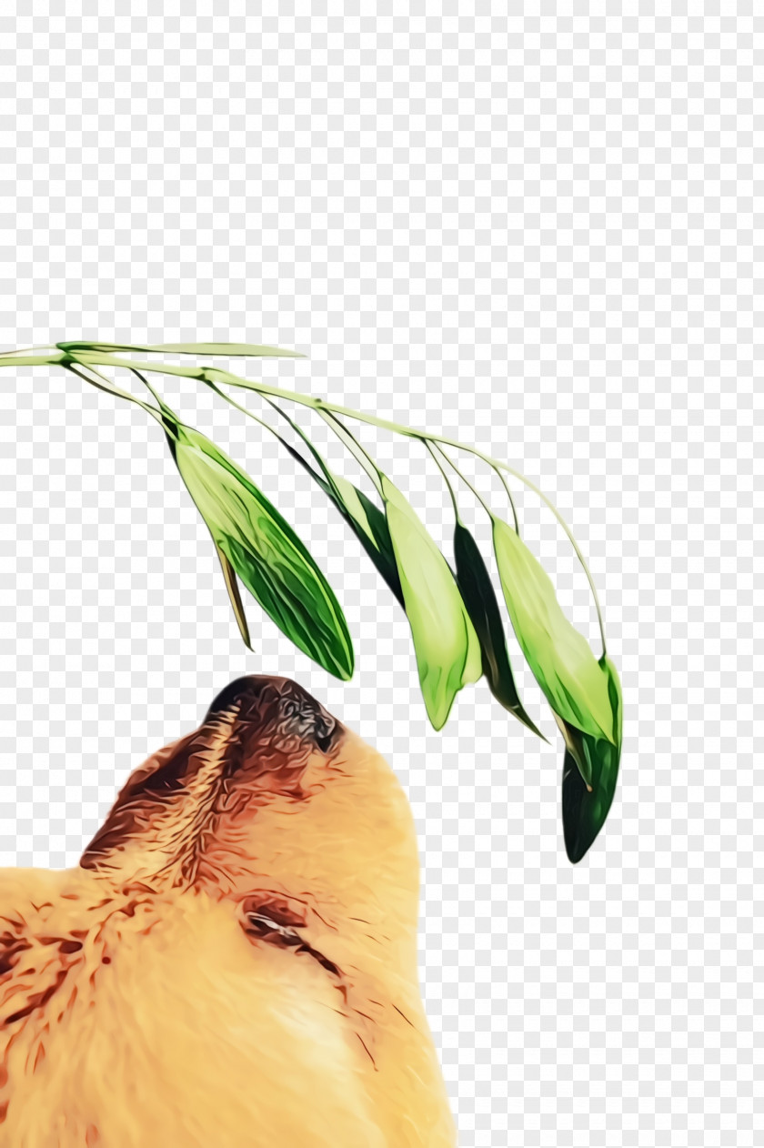 Flower Plant PNG