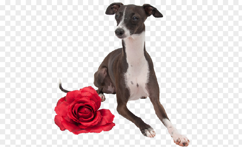 Italian Greyhound Spanish Whippet Longdog PNG