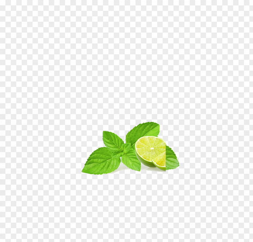 Mint, Lemon Leaf Download Clip Art PNG