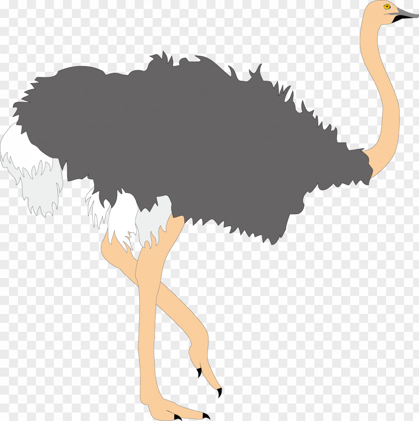Ugly Ostrich Common Bird Clip Art PNG