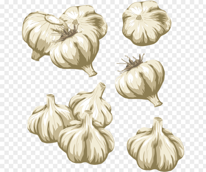 Vegetable Garlic Clip Art PNG