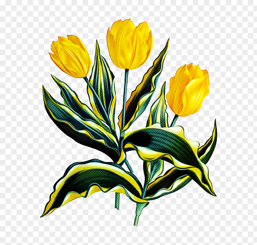 Flower Yellow Plant Tulip Petal PNG