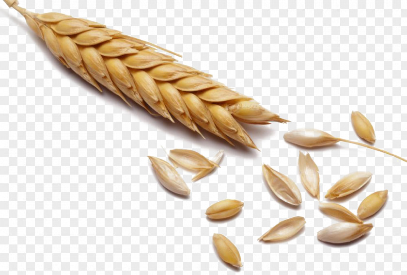 Full Of Wheat Cereal Malt Whole Grain PNG