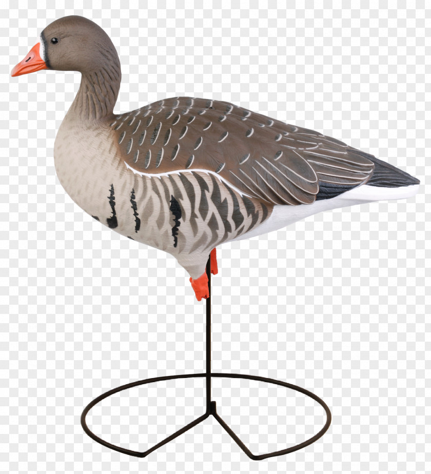 Goose Greater White-fronted Duck Mallard Decoy PNG