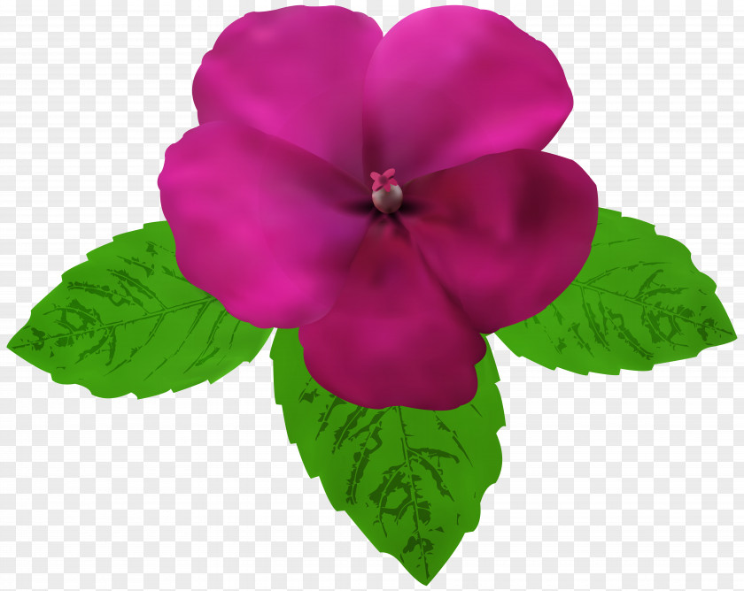 Magenta Flower Clip Art PNG
