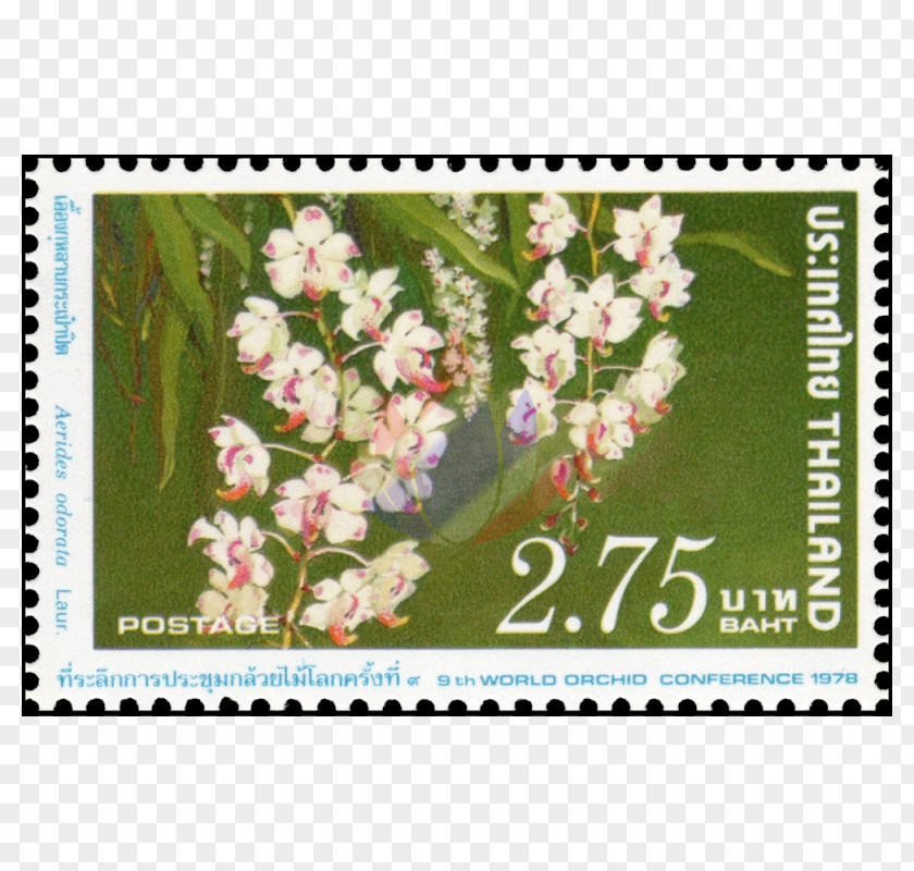 Dendrobium Postage Stamps Thailand Stock Photography Mail PNG