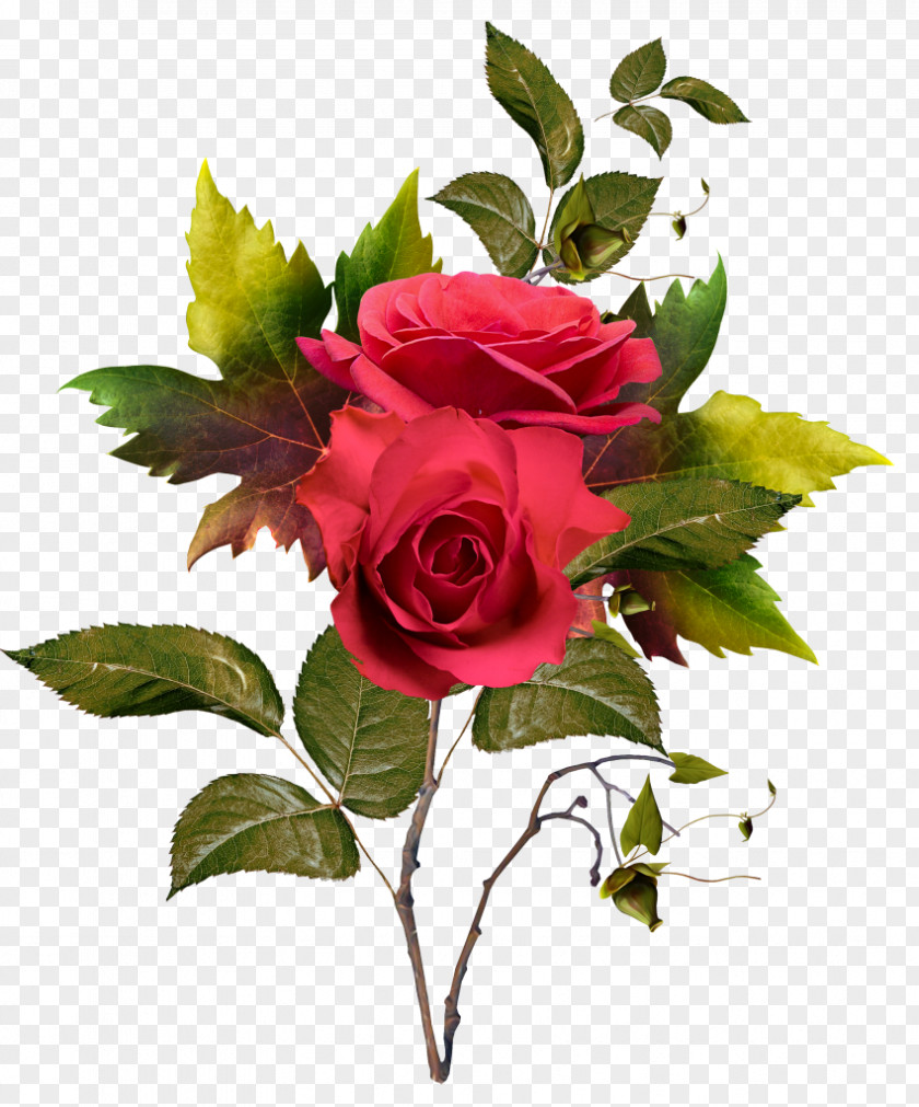 Flower Garden Roses Cut Flowers Cabbage Rose PNG