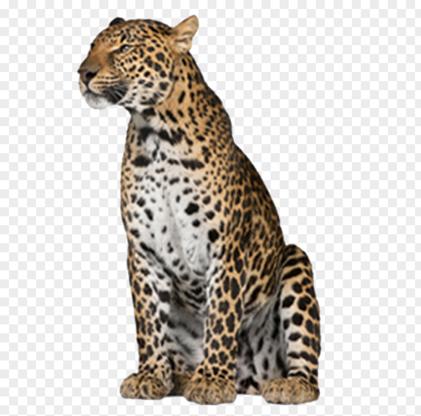 Leopard Felidae Image Desktop Wallpaper PNG