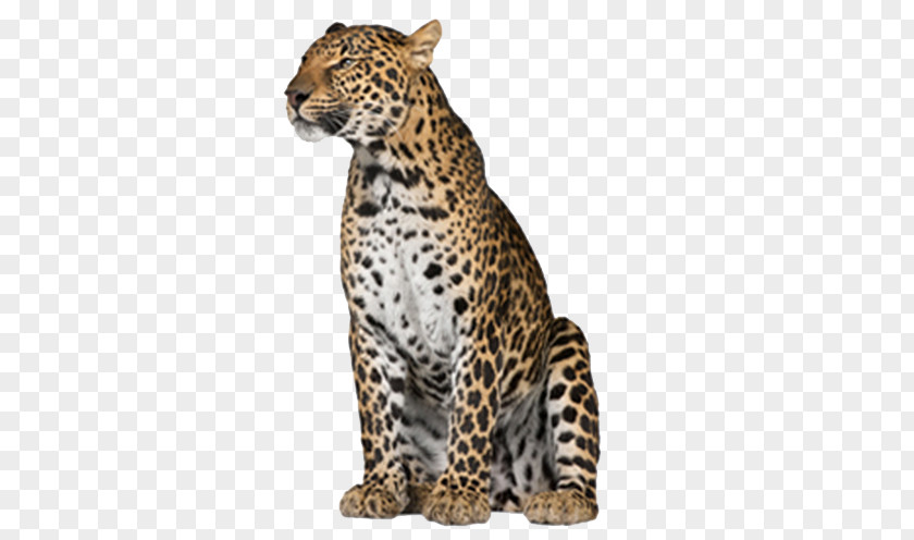 Leopard PNG clipart PNG