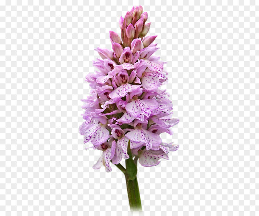 Pink Orchid Hyacinth Cut Flowers Common Lilac Herbaceous Plant PNG