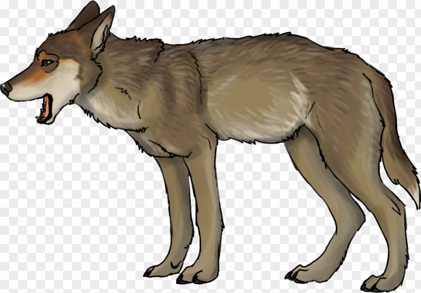 Saarloos Wolfdog Czechoslovakian Coyote Red Wolf PNG