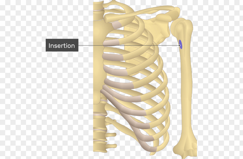 Skeleton Shoulder Teres Major Muscle Minor Origin And Insertion PNG