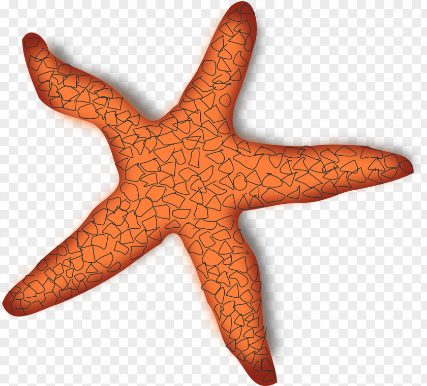 Starfish A Sea Star Clip Art PNG