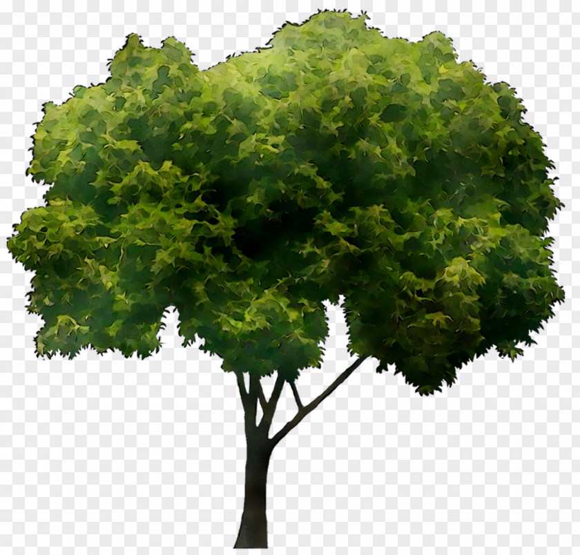 Branch Clip Art Transparency Tree PNG