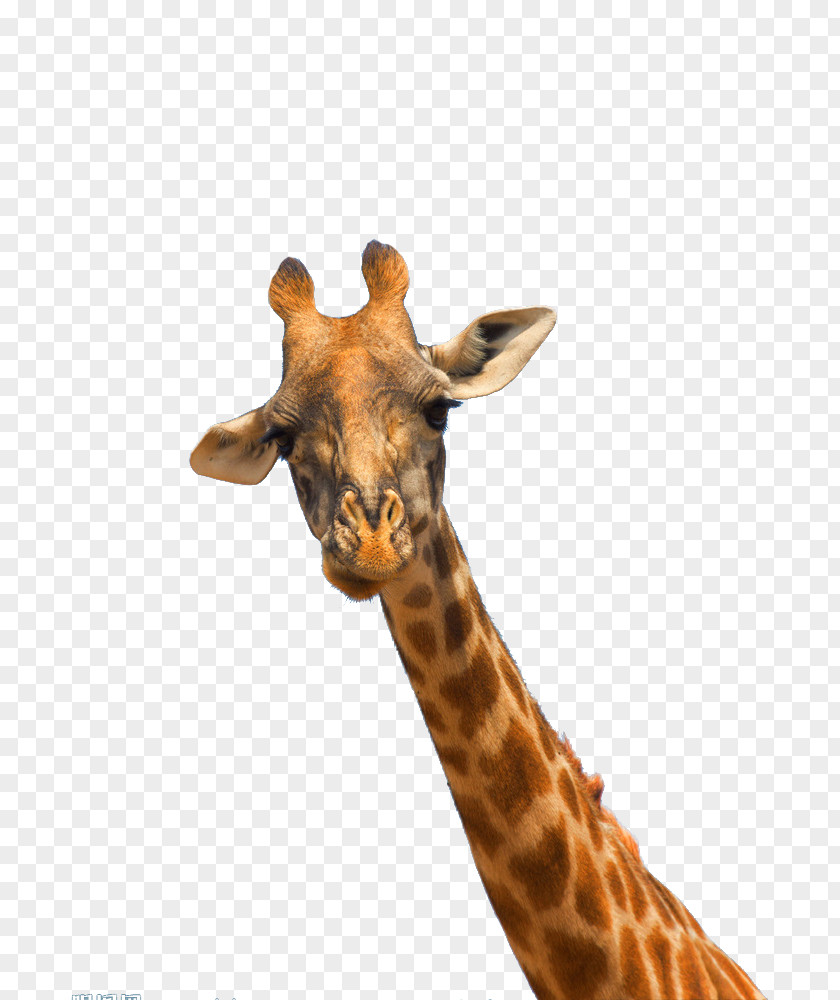 Giraffe Head Northern Gratis PNG