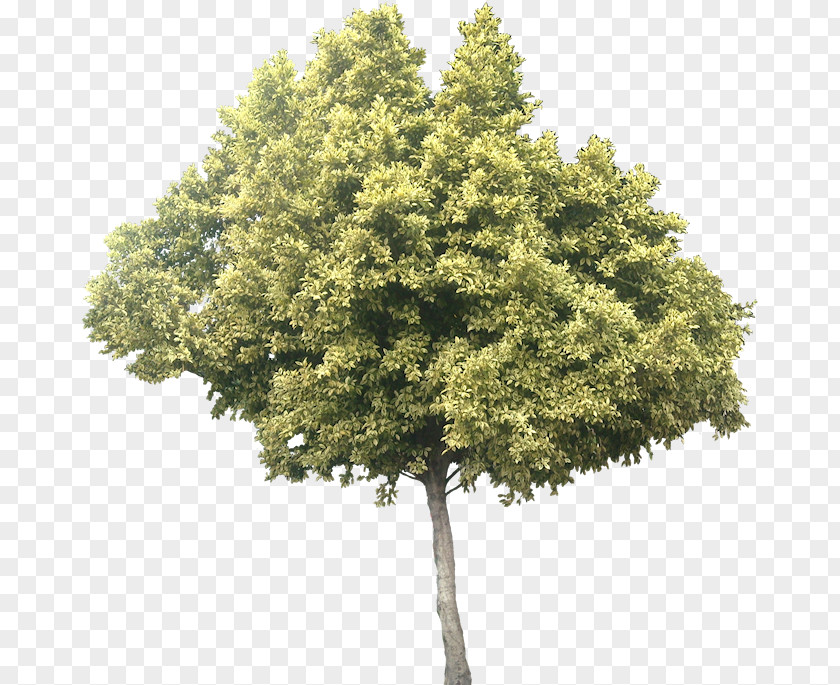 Red Pine Maple Tree PNG